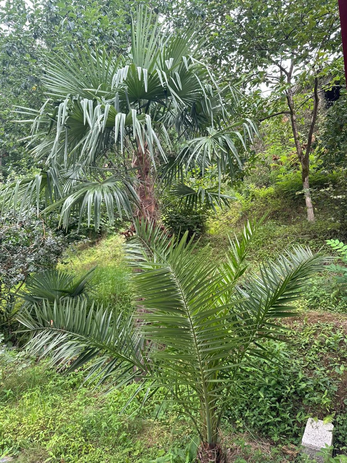 בית הארחה מחינג'אורי 	Shamil House מראה חיצוני תמונה